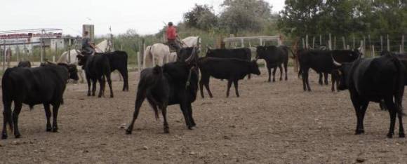 Les boulistes en Camargue (5)