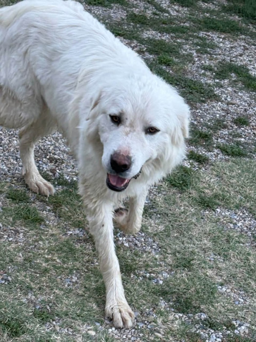 photo 2e chien